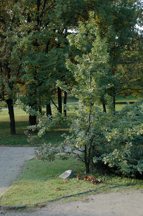 Parco delle Betulle di Novara. (© Foto: M.Mormile)